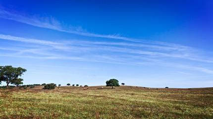 Green Grass Field Landscape