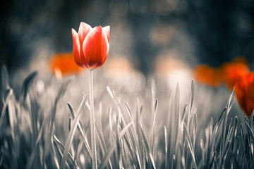 red tulip flower at spring garden