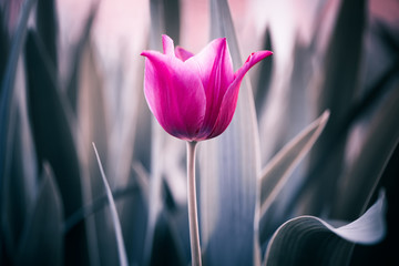 Różowy tulipan - obrazy, fototapety, plakaty