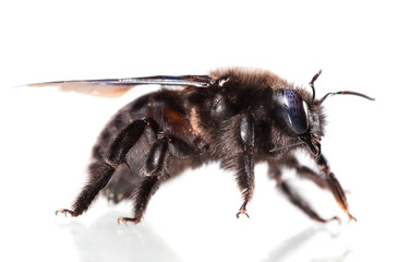 Violet carpenter bee side view