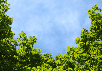 Blue sky in a frame of maple crown