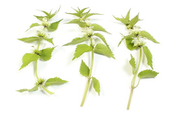 Fresh nettles with white flowers