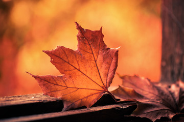 faded leaf at wooden window