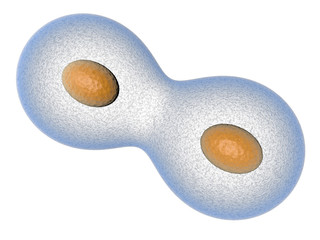 mitose cellule