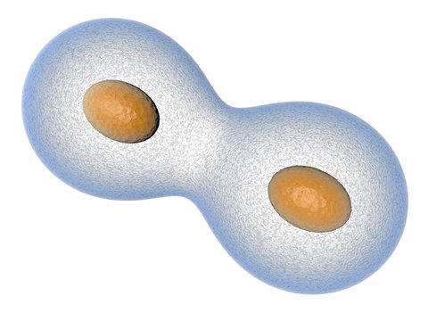 mitose cellule