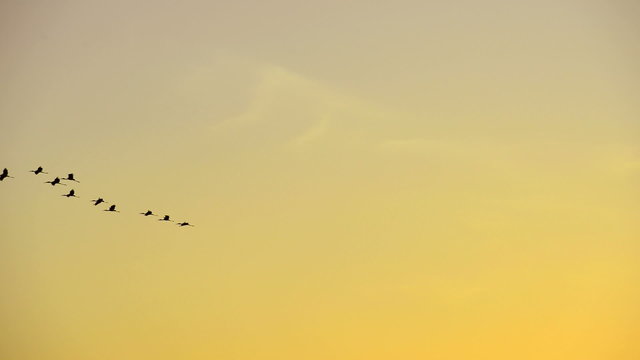Flying Bird at Sunset
