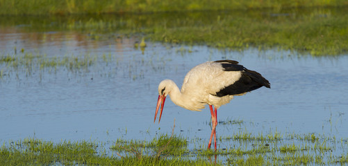 European stork, Ciconia, in natural environment