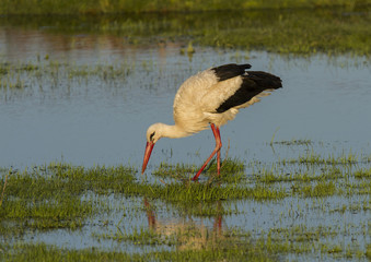 European stork, Ciconia, in natural environment