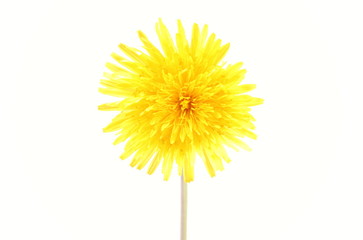 Yellow flower of dandelion on white background