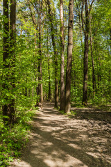 Green forest with path