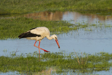 European stork, Ciconia, in natural environment