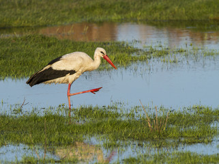 European stork, Ciconia, in natural environment