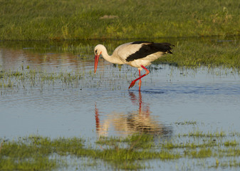 European stork, Ciconia, in natural environment