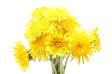 Yellow flowers of dandelion on white background