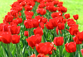 Fototapeta premium Red tulips