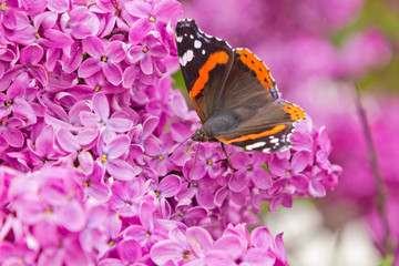 lilac and butterfly