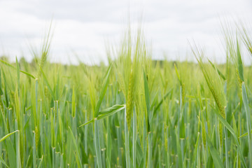 Gerstenfeld mit Jungpflanzen