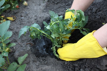 to plant tomatoes