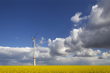 Wind turbines, oilseed field, blue sky, clouds