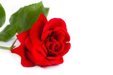 red rose on white background with space for text, love concept