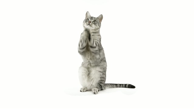 Cat clapping paws, asking for a snack
