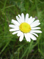 Fototapeta premium Flower margherite.
