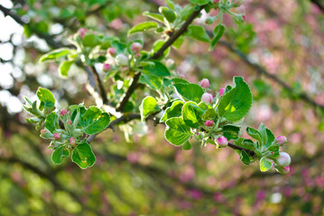 The blossoming branches of trees in the forest