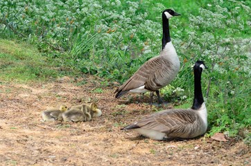 Canada geese with goslings