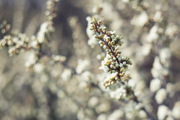 Blackthorn in bloom