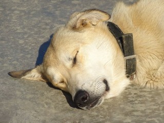 Chien faisant la sieste au soleil