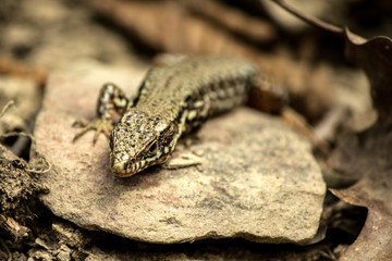 Waldeidechse (common lizard /Zootoca vivipara)
