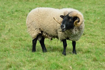 horned ram standing field