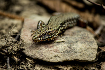 Fototapeta na wymiar Waldeidechse (common lizard /Zootoca vivipara)