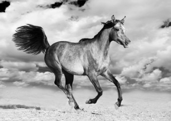 Obraz na płótnie Canvas koni arabskich biegnie galopem