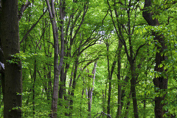 Fototapeta premium Hornbeam forest in spring