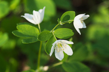 Anemone sylvestris.