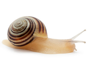 snail