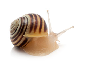 snail