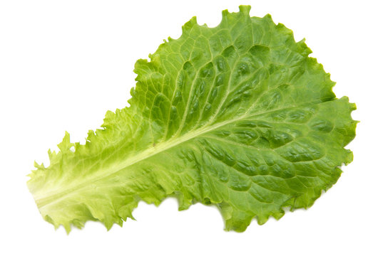 Fresh Lettuce / one leaf