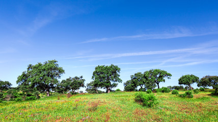 Fototapeta premium Green Grass Field Landscape