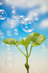 二葉とシャボン玉