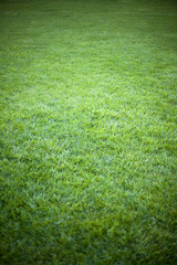 Grass background in a park