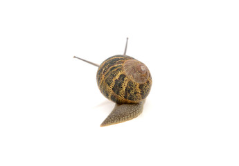 Snail with stripey shell slides away, tentacles visible above it