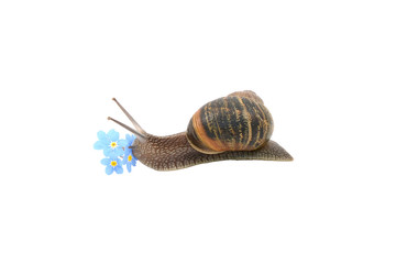 Garden snail exploring blue forget-me-not flowers