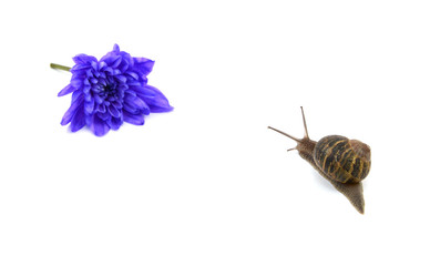 Garden snail heads towards a blue flower in the distance - Powered by Adobe