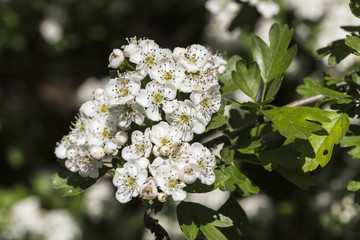 Hawthorn, or may tree (Crataegus) flowers