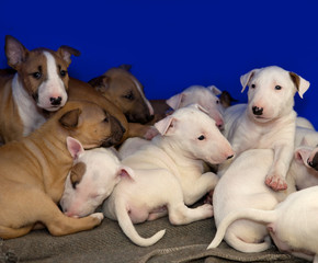 Cute bull terrier puppies