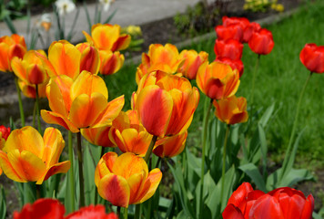 Close-up of orange tulip with yellow and red tulips background i
