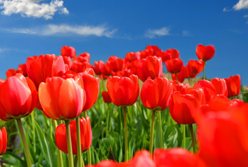 Field of red tulips with blue sky