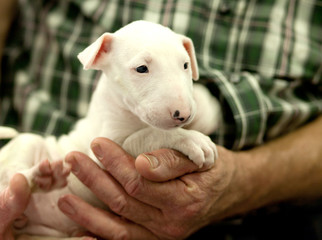 Bull terrier puppy resting on the arms